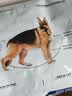 皇家狗粮 成犬狗粮 犬粮 宠物大型犬 GR26全价犬粮≥15月15KG 实拍图