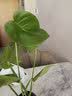 蓝桂圆龟背竹 水培室内大叶绿植桌面耐阴净化空气 40-50cm1棵源头直发 实拍图
