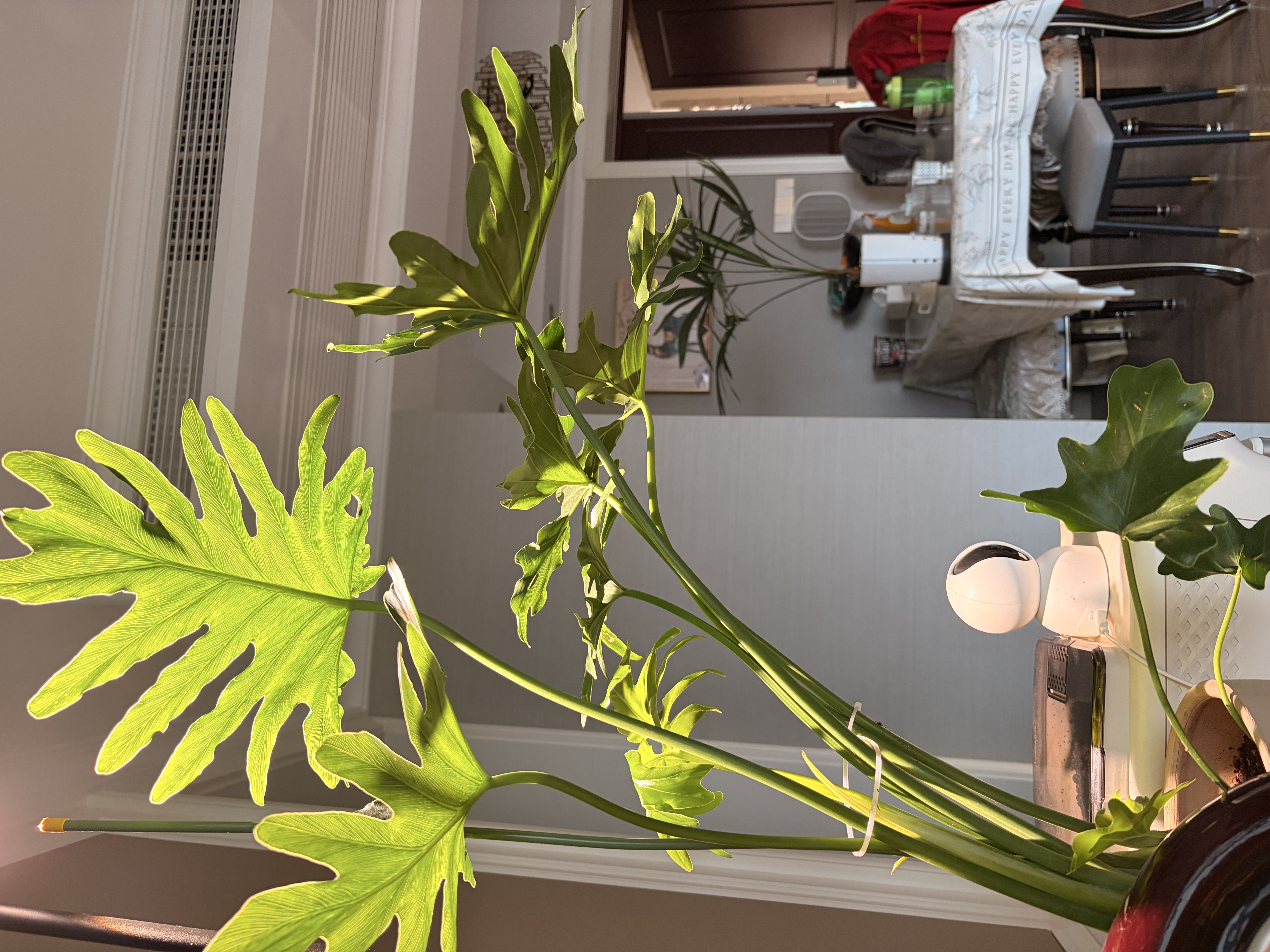 史丹利绿植营养肥料盆栽植物通用型室内有机家庭绿叶观叶型复合肥500g 实拍图