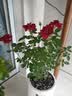 景郁春 JIRYUCUR玫瑰花苗特大花月季花苗绿植阳台盆栽蔷薇花苗果汁阳台源头直发 实拍图