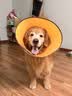 麦富迪狗粮 无谷牛肉双拼狗粮成犬 小型犬中大型犬通用15kg/30斤 实拍图