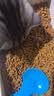 弗兰士 猫粮 2.5kg5斤 成猫 幼猫 全阶段美味营养全价猫粮 实拍图