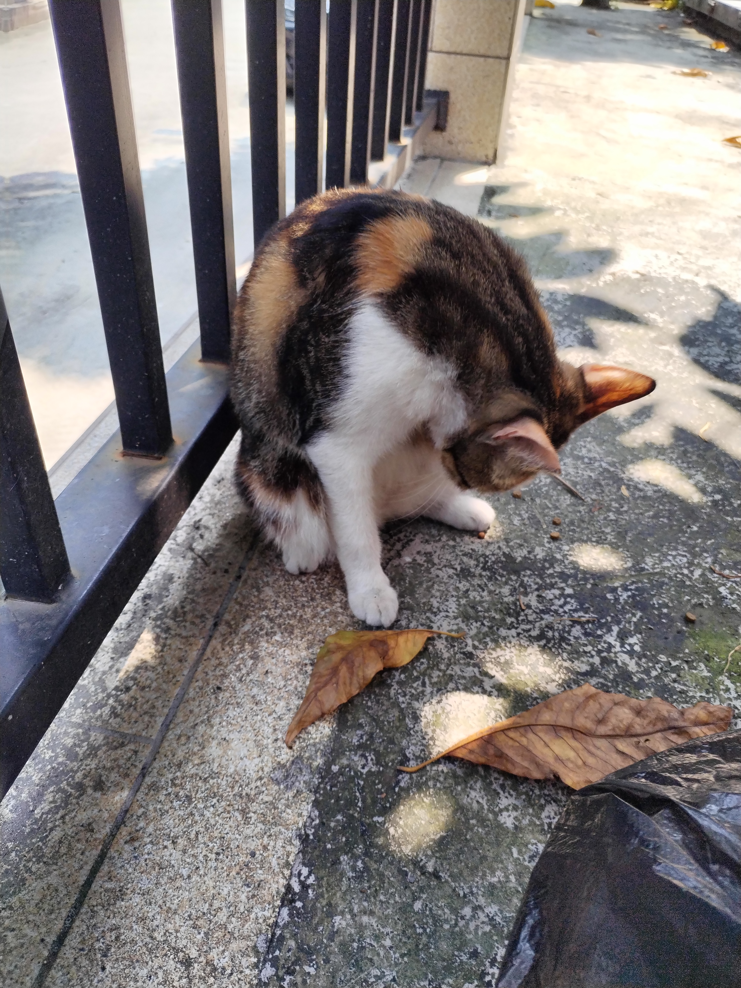 伟嘉进口猫罐头猫湿粮宠物猫粮泰国进口海洋鱼味400g 实拍图