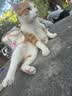 江小傲猫粮 成猫幼猫冻干粮 布偶加菲英短美短全价猫粮 全期猫粮2kg 实拍图