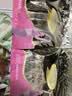 蒙牛铂金装高钙高铁女士奶粉400g/袋营养成人早餐奶粉独立小包装 400g*1袋（买2袋送杯子） 实拍图