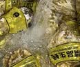 鲜京采鲜活生蚝3XL 净重5斤 13-18只 乳山牡蛎 烧烤清蒸 新鲜海鲜 贝类 实拍图