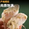 梭子蟹切块新鲜白蟹舟山梭子蟹大只海螃蟹飞蟹特大公蟹海鲜水产 【实惠装】原切整箱净重3斤 实拍图