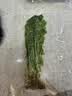 佳帮手全自动真空封口机小型家用塑封一体食品袋抽空机包装机真空机商用 实拍图