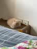 疯狂的主人猫抓板耐磨不掉屑剑麻猫窝猫房子替换芯瓦楞纸猫屋立式贴墙猫玩具 实拍图