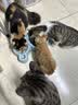 麦富迪猫粮 超肉粒冻干双拼猫粮美毛护肠胃三文鱼16kg/32斤 实拍图
