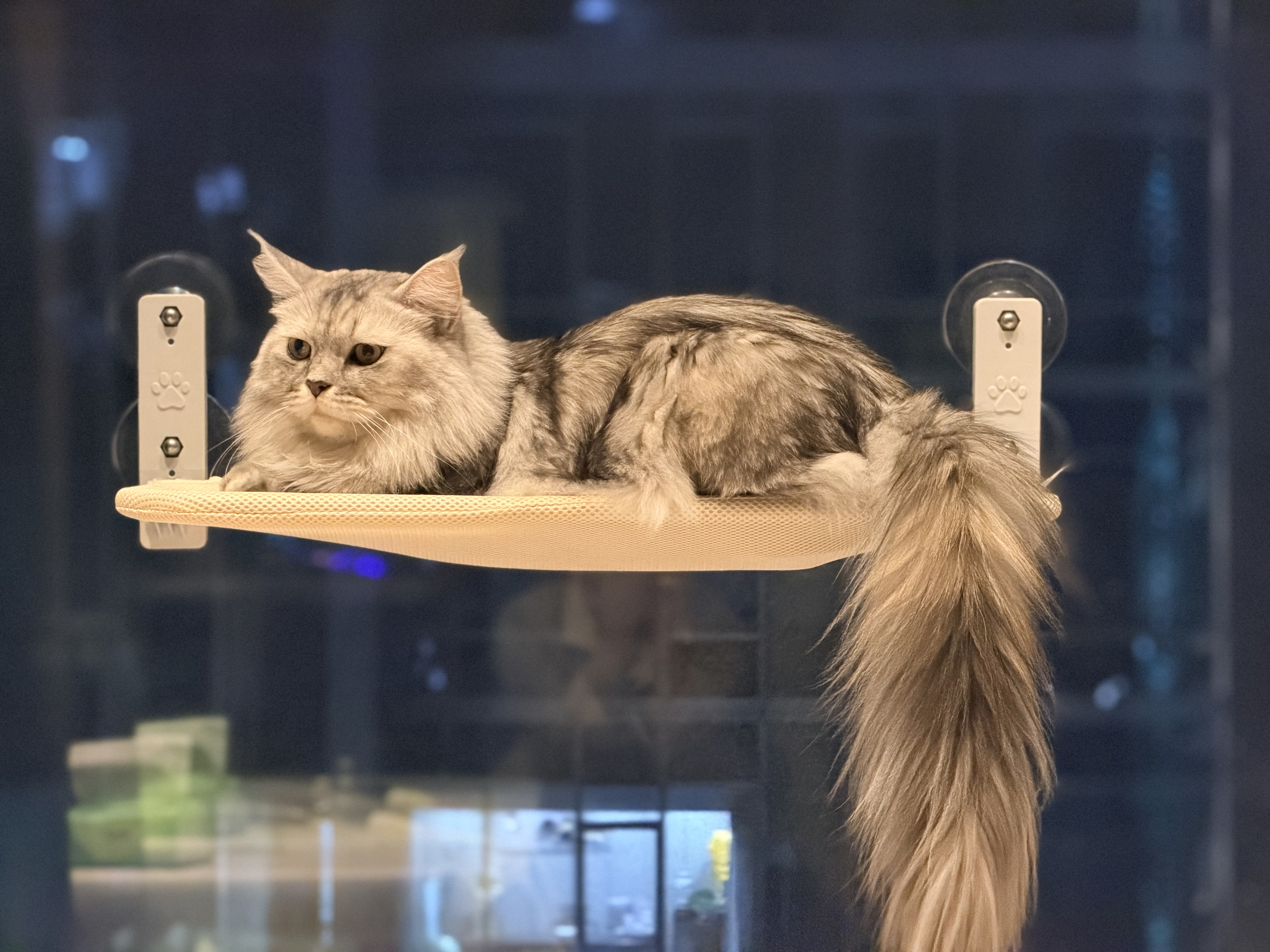 大宠爱 猫驱虫药 体内外同驱耳螨虱子跳蚤虫 2.6-7.5kg成猫 3支装 实拍图
