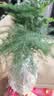 文竹盆栽绿植花卉盆景植物室内客厅水培文松云竹文竹大苗四季常青 小文竹【1颗】原盆原土球发货 高度15-25cm 实拍图
