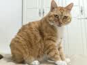 皇家猫粮 挑嘴成猫猫粮 高适口性 EF38 通用粮 12月以上 4KG 实拍图