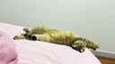 pidan猫砂 豆腐猫砂2.4kg*4包强力吸臭纯猫砂 可冲厕所非膨润土砂 实拍图