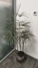 史丹利土壤活化剂宝矿源黄腐酸钾微生物菌剂黑水肥料松土剂改良剂500g 实拍图