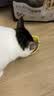 网易严选全价冻干双拼猫粮3.0 猫干粮成猫幼猫通用高鲜肉粮 自营金选1.8kg 实拍图