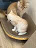 【京东快递】猫抓板磨爪圆形椭圆形瓦楞纸抓盆大号耐抓磨玩睡一体 一夜暴富椭圆63cm 送猫咪必备猫薄荷 实拍图