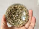 丙田 有机金银花茶 正宗100%真金银花干特选无熏硫级泡水泡澡搭菊花茶 实拍图