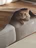 冠能猫粮成猫猫粮三文鱼味7kg 全价猫粮 稳固免疫 适口性强 实拍图