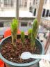 花翁香水百合种球重瓣盆栽进口球根好养花园庭院花卉绿植物源头直发 实拍图