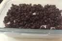 展艺无蔗糖红豆20g*12蛋黄酥汤圆元宵八宝饭奶茶即食蜜豆馅料烘焙原料 实拍图