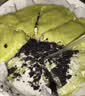KINHISA抹茶奥奥碎千层蛋糕420g动物奶油6寸生日蛋糕点心甜品零食下午茶 实拍图
