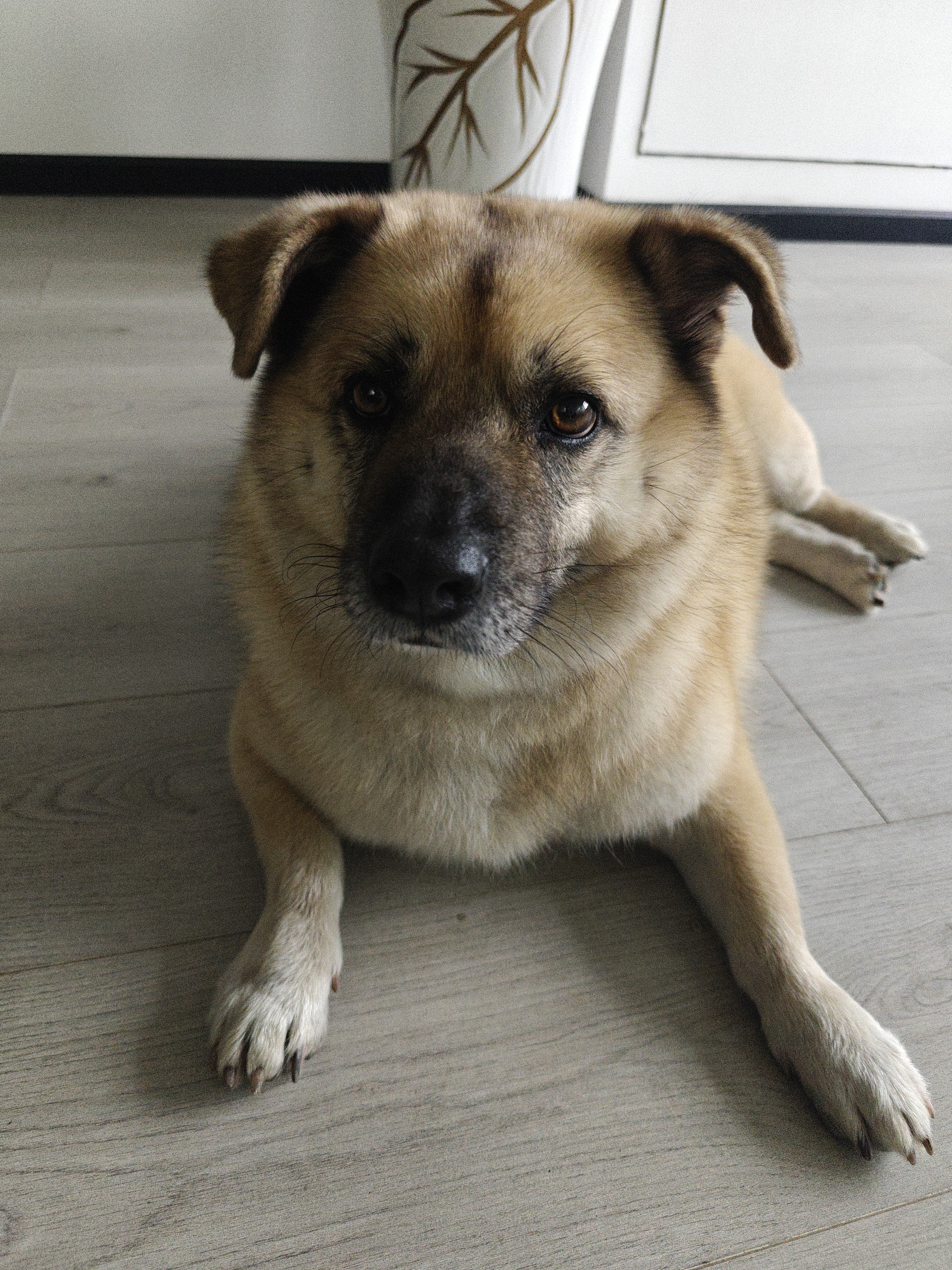朗亲狗粮冻干双拼金毛泰迪成犬幼犬小中大型犬通用型狗干粮7.5kg 实拍图