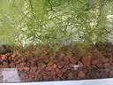 汉洋（HANYANG）火山石鱼缸专用天然养龟滤材免洗底砂水草泥造景岩小颗粒养花2斤 实拍图
