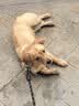 领先全价鲜肉烘焙狗粮中大型犬鸭肉梨犬粮10.8斤(新老包装随机发) 实拍图