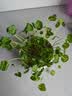 京云梦铜钱草水培盆栽金钱草室内外绿植花草青色陶瓷源头直发 实拍图