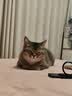 皇家猫粮 幼猫猫粮 幼猫奶糕 K36 通用粮 4-12月 2KG 实拍图