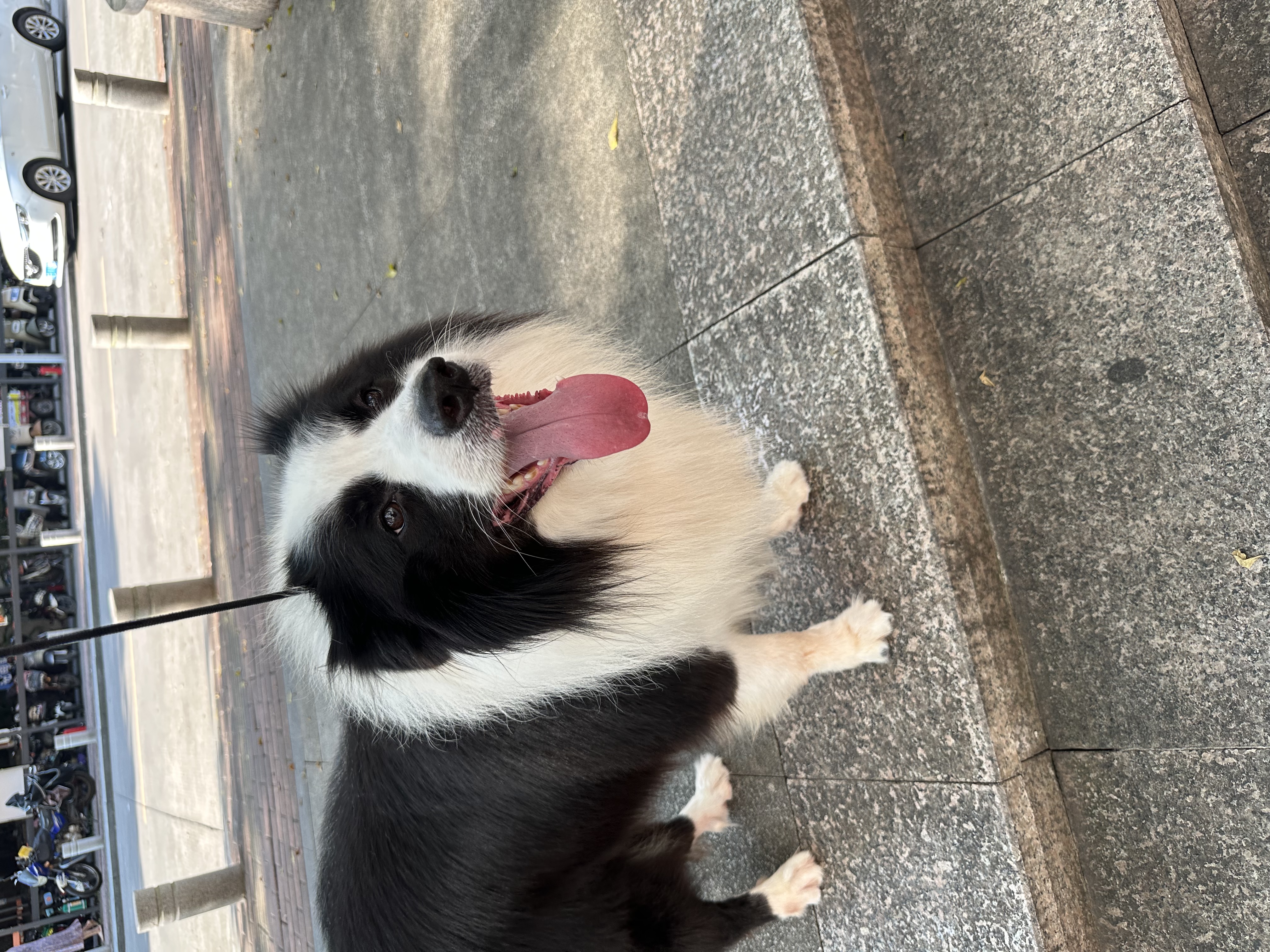 贝卫多狗狗体外驱虫药1粒长效12周犬口服驱杀跳蚤螨虫蜱虫20-40kg犬用 实拍图