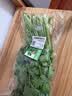 【火锅季】七鲜24小时富硒香芹苗 250g(长度≤40cm) 实拍图