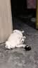 诚实一口P40全价猫粮成猫幼猫室内外80%鲜肉高蛋白长肉美毛鸡鱼味6kg 实拍图