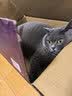 怡亲 膨润土猫砂 10kg 猫沙20斤 宠物猫 猫咪猫砂盆用 怡亲原味10kg*1包 实拍图