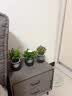 花行榜绿萝发财树水培绿植室内办公室幼儿园桌面盆栽除醛小花卉源头直发 实拍图