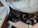 网易严选全价鲜鸡肉猫粮J40 生骨肉无谷主食冻干 成幼猫草本植萃 1.5kg*4 实拍图