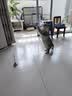 憨憨乐园猫玩具逗猫棒猫咪自嗨解闷神器懒人自动羽毛带吸盘铃铛猫咪用品 实拍图