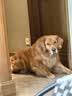 伯纳天纯生鲜1.0鸭肉梨狗粮小型犬中大型犬幼犬成犬全价通用犬粮24斤/12kg 实拍图