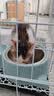 凯锐思猫粮鲜肉奶糕幼猫粮4-12月助免疫鲜肉冻干双拼幼猫粮4斤 实拍图