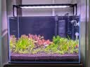 尼特利（NETLEA） 水草灯尼特利at5s鱼缸灯 爆藻灯全光谱 【WIFI版】545S【45~60cm缸，可调光谱】 实拍图