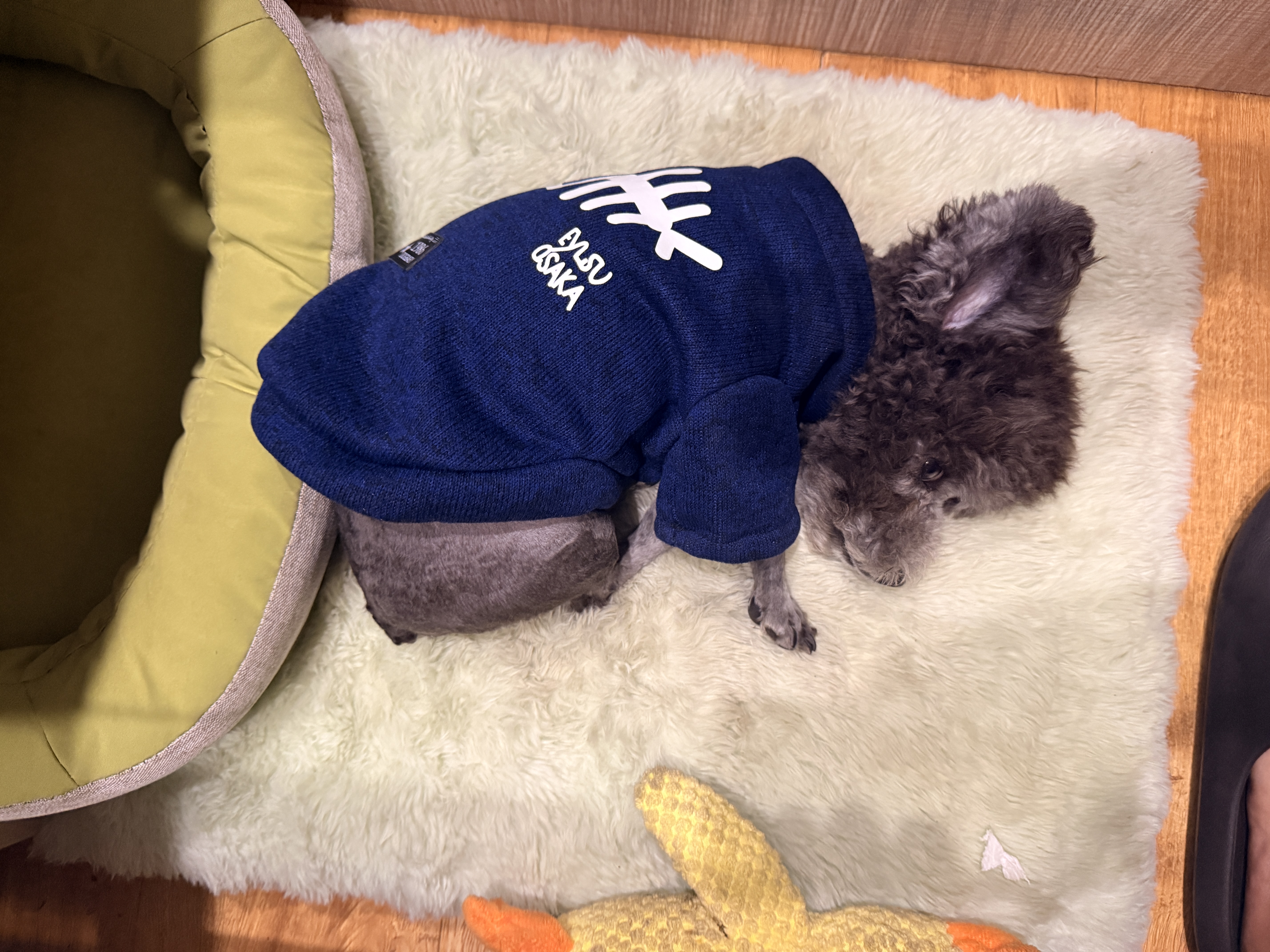 欢宠网宠物狗狗衣服猫咪猫小狗小猫泰迪比熊猫猫小型犬幼犬冬季保暖服饰 实拍图