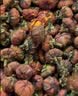 神农金康昆仑雪菊135g 正宗新疆特级搭野生 胎菊花茶 特级天山血菊 养生茶 实拍图