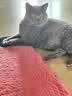 冠能猫粮成猫猫粮鸡肉味7kg 全价猫粮 稳固免疫 适口性强 实拍图