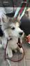 伯纳天纯牛肉粒冻干三拼肉松犬粮中大型犬小型犬成年犬粮 20kg囤货装 实拍图