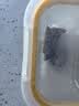 澳牛日记澳洲和牛谷饲M5原切牛排 净重1kg 雪花牛排生鲜臀腰肉牛扒牛霖 实拍图