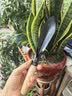 园林神器铲子锰钢挖土种花野菜铁铲养花工具花卉除草农用种菜铁锨 65锰钢木柄尖铲1把 实拍图