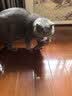 憨憨宠猫零食冻干桶猫咪零食成猫冻干鸡胸肉鱼鸭肉猫粮宠物猫狗冻干零食 精装鸡肉冻干桶500g 实拍图