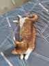 皇家猫粮 挑嘴成猫猫粮 高适口性 EF38 通用粮 12月以上 4KG 实拍图