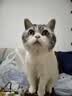皇家猫粮 挑嘴成猫猫粮 高适口性 EF38 通用粮 12月以上 4KG 实拍图